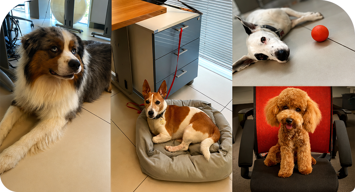 Image_interna_Pet-friendly Image_interna_Pet-friendly